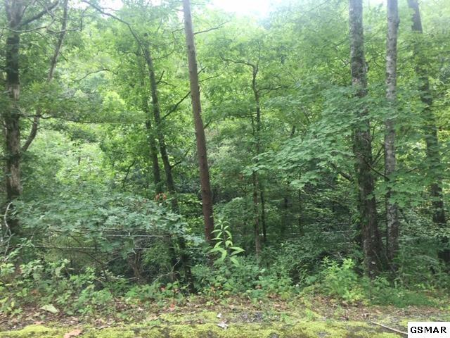 Tract 3 Lones Branch Lane - Photo 1