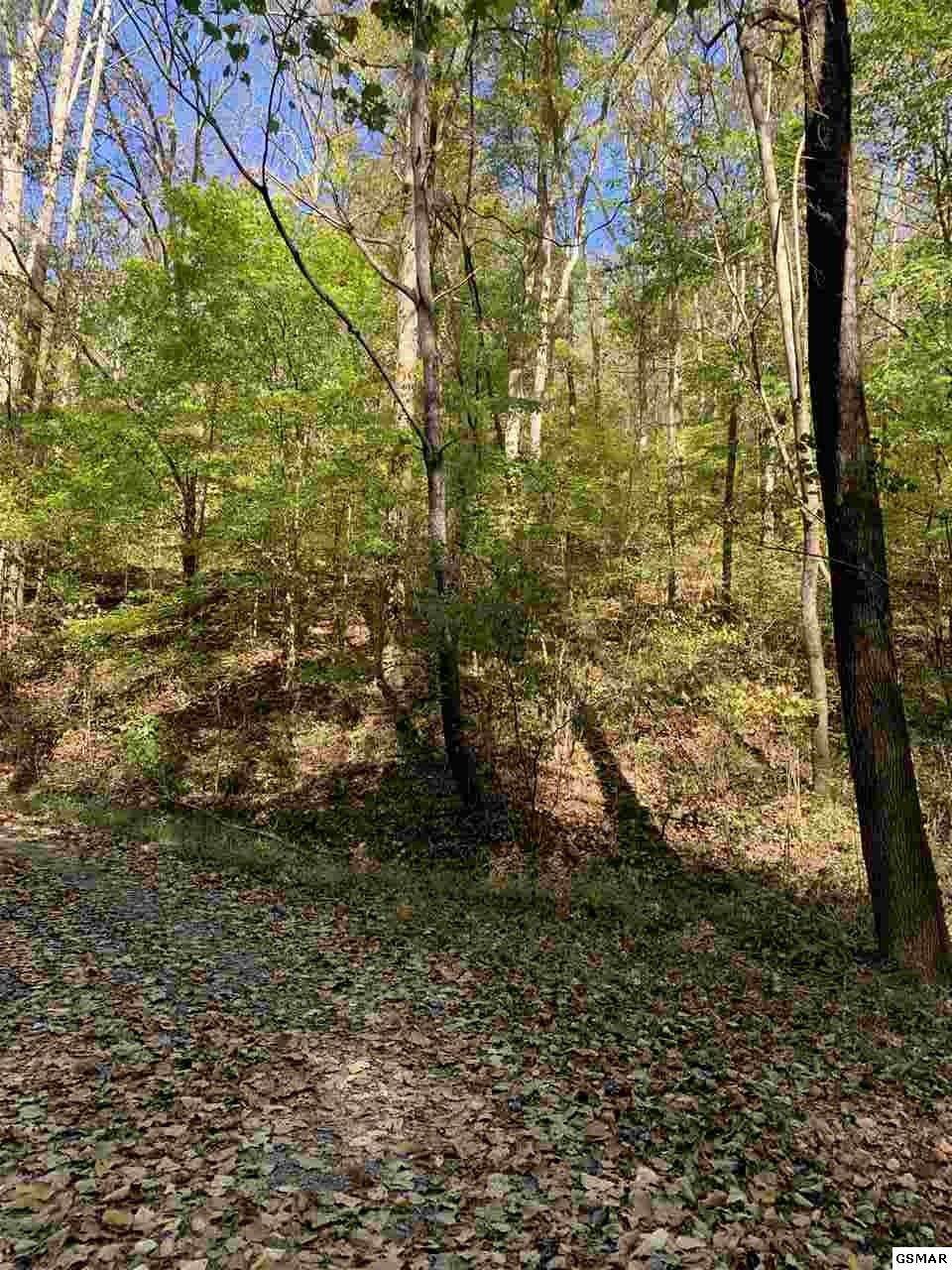 20 Acres S Highway 107 Off Tn - Photo 1