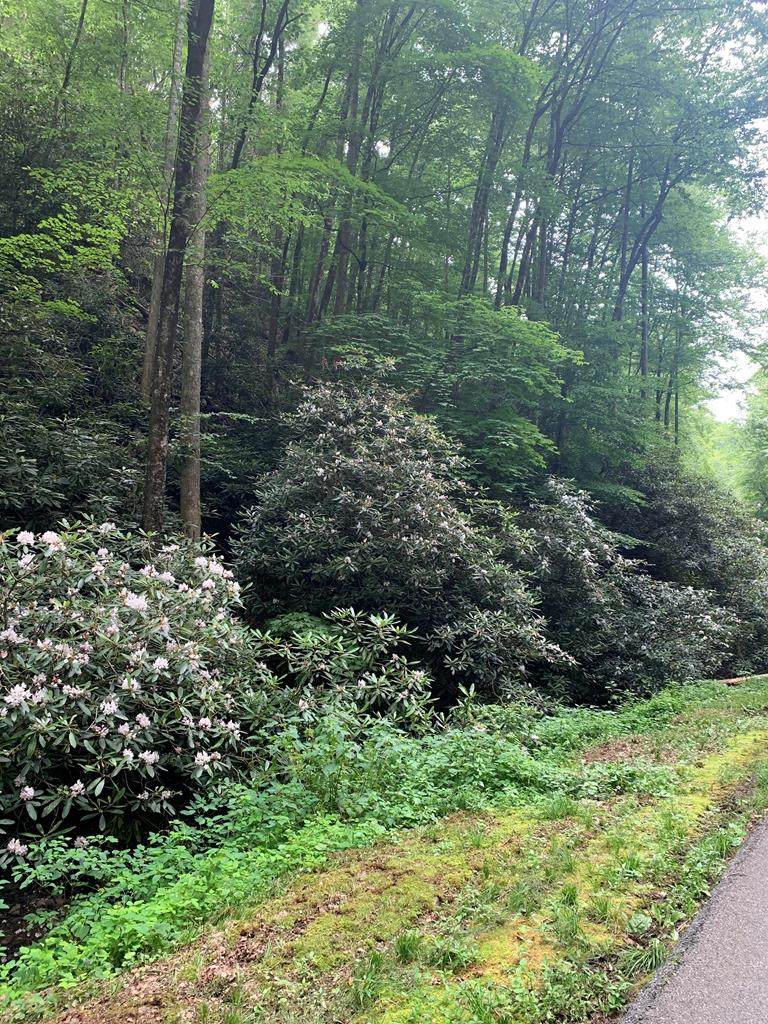 Lot 17 Butler Branch Rd - Photo 1