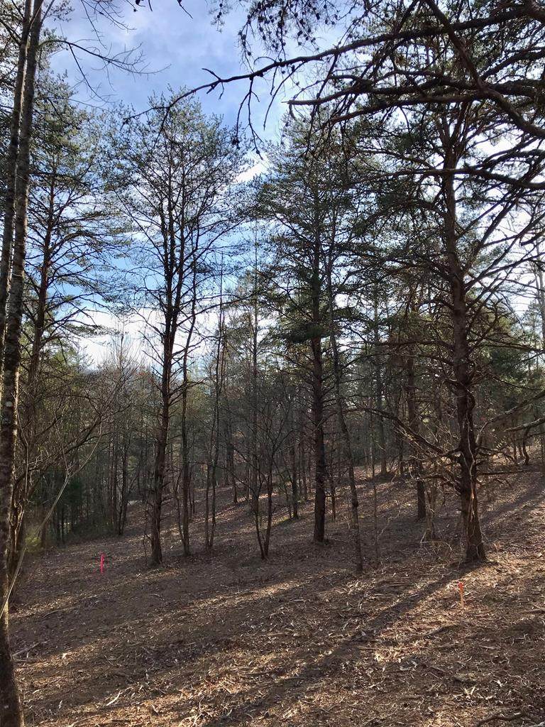 Lot 25 Sulpher Spring Way - Photo 1