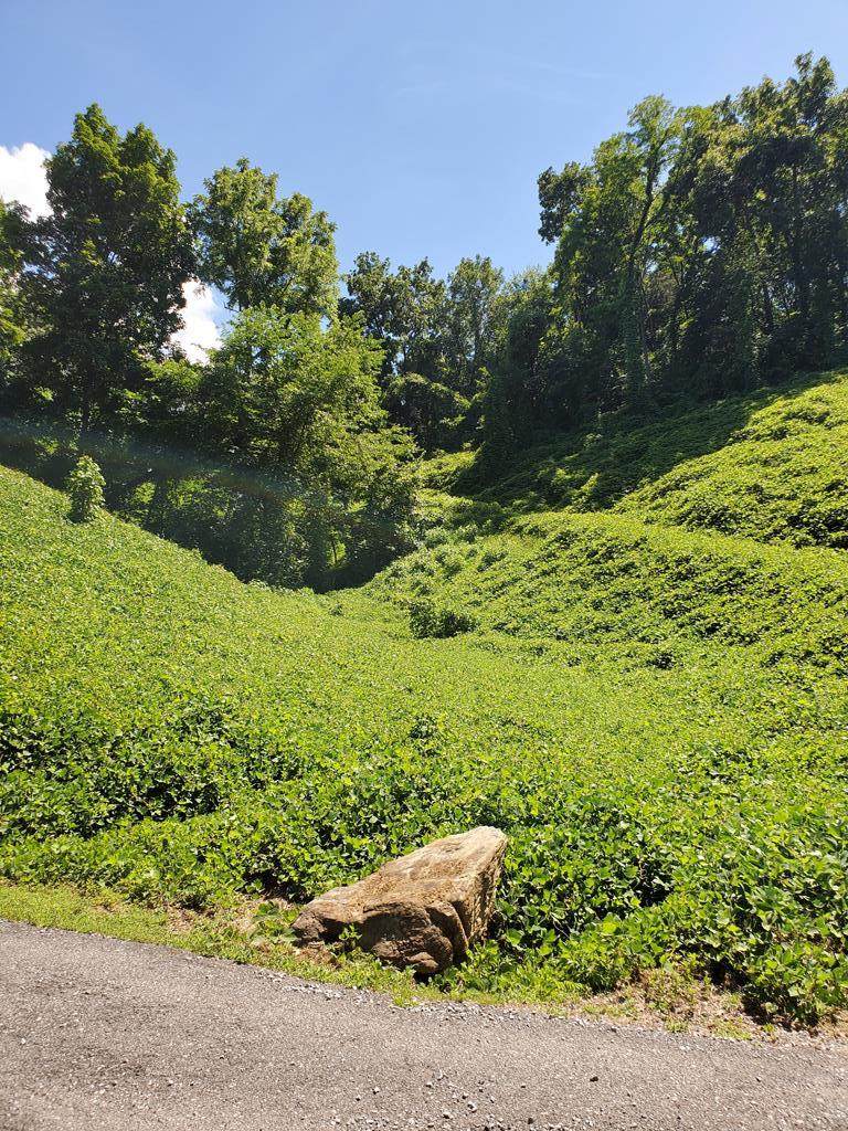 P 43.01 Gossett Road - Photo 1