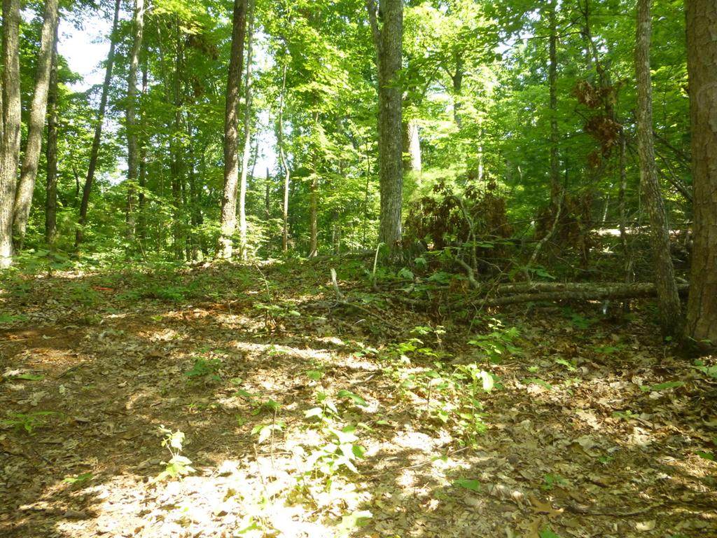 Lot 13B Singing Bird Way - Photo 1
