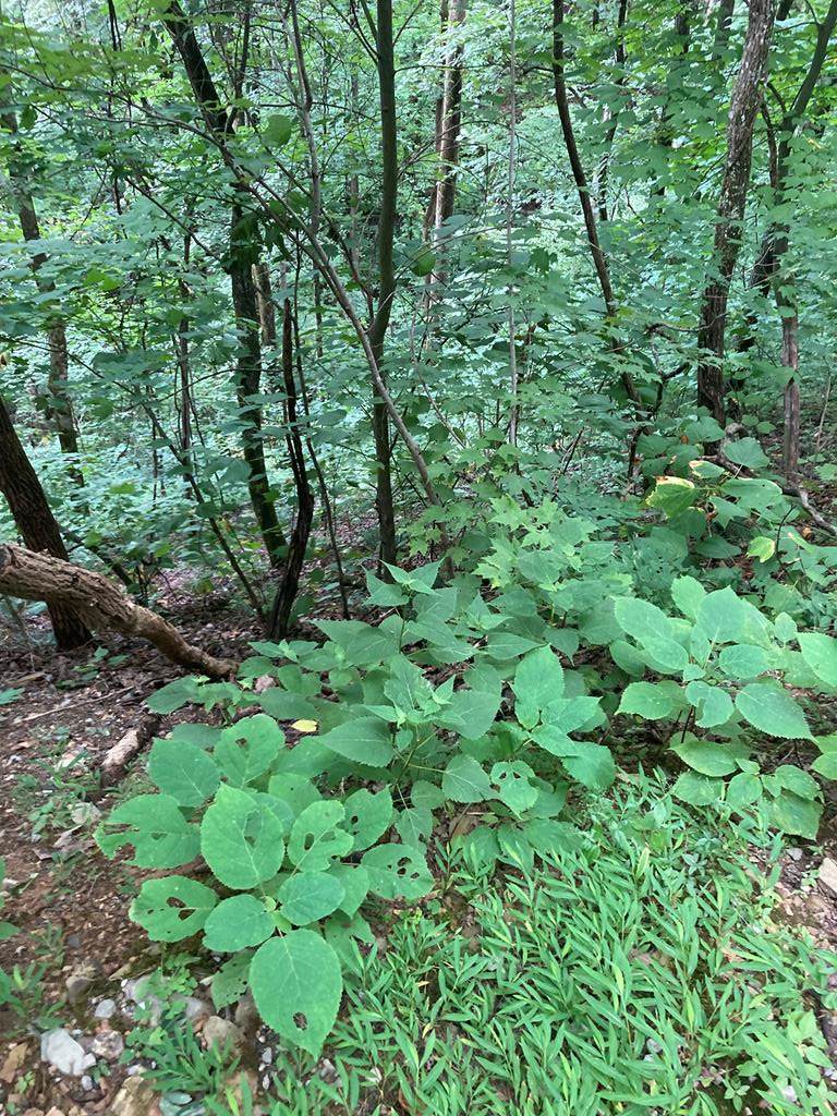00 Sugar Maple Loop Rd - Photo 1