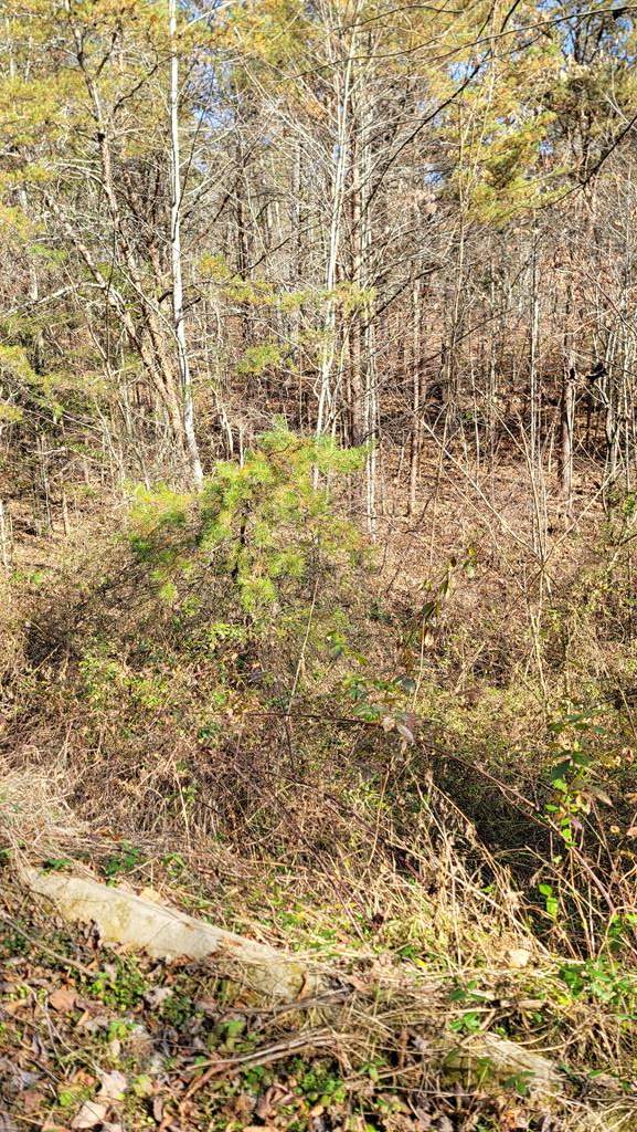 Wild Briar Trl - Photo 1