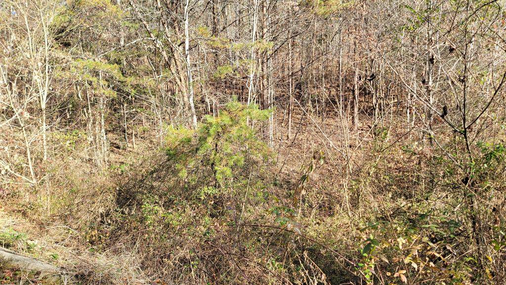 Wild Briar Trl - Photo 1