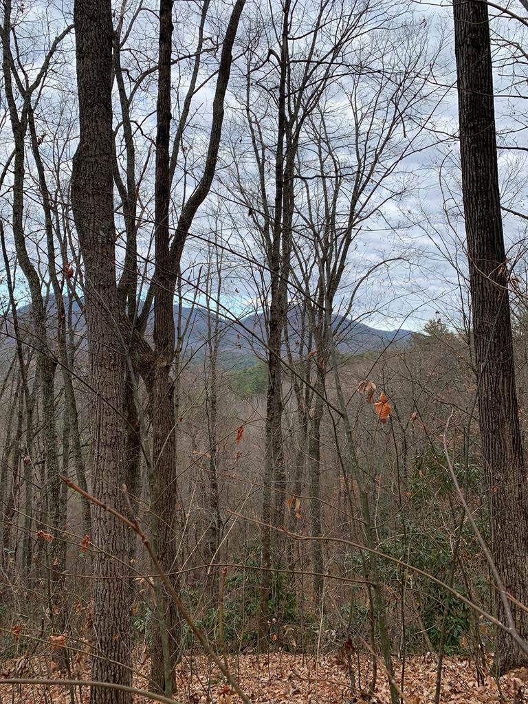 38.40 Acres Off Wilhite Road - Photo 1