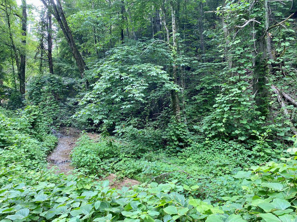 Lot 1 Black Walnut Flats Rd - Photo 1