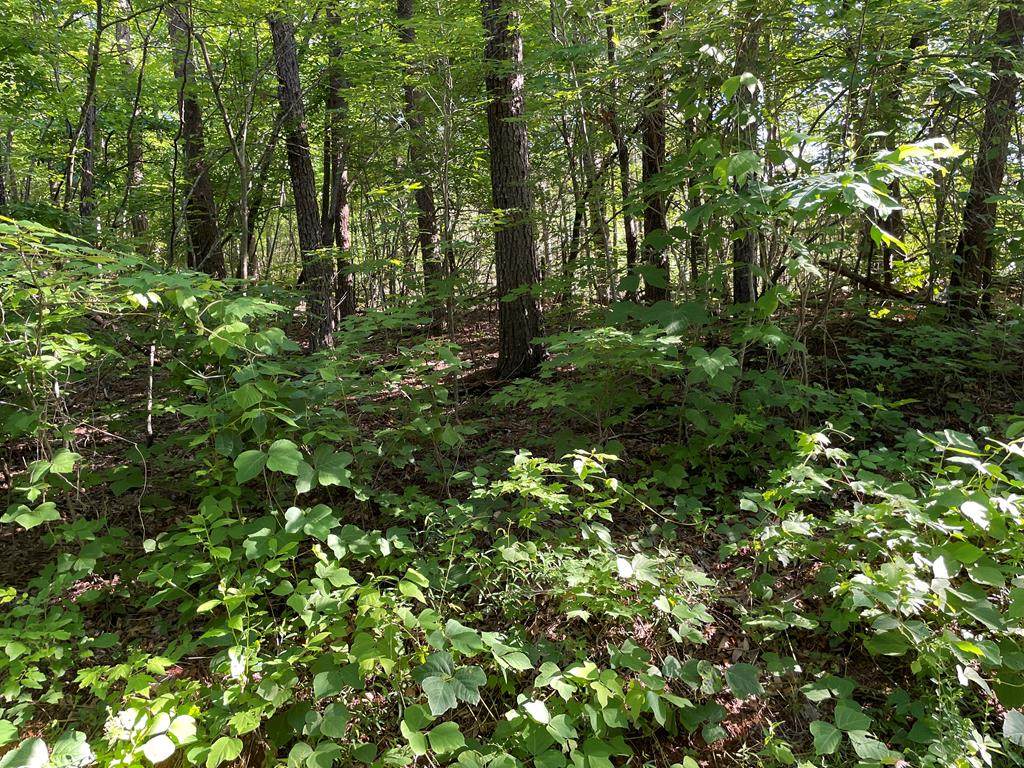 LOT 12 Denton Ct. - Photo 1