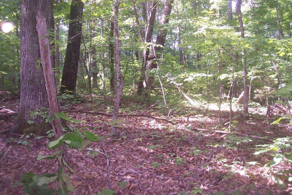 Lot 79 Muscadine Court - Photo 1
