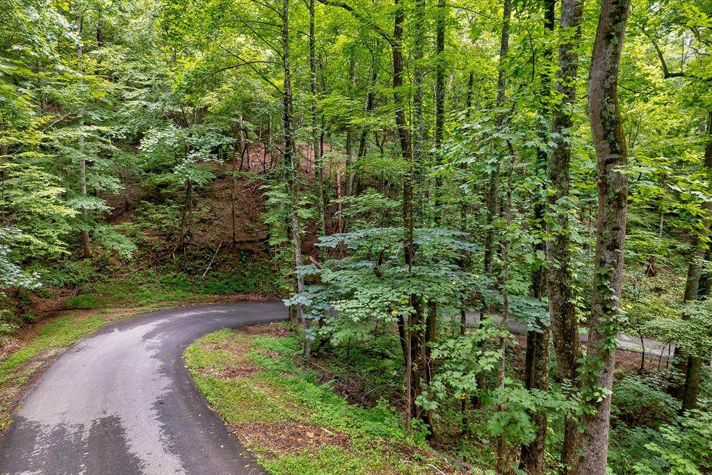 Lot 564 Silver Poplar - Photo 1