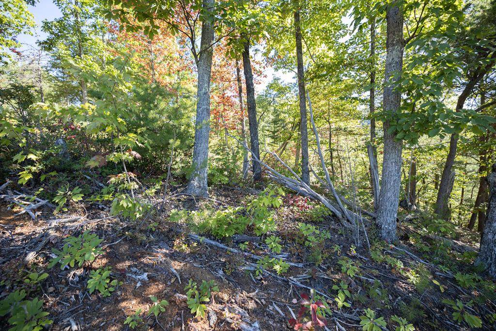 Lot 54 Elm St - Photo 1