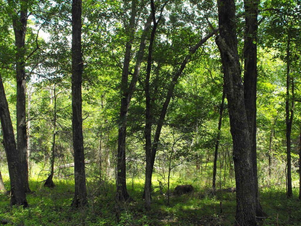 Reed Schoolhouse Road - Photo 1