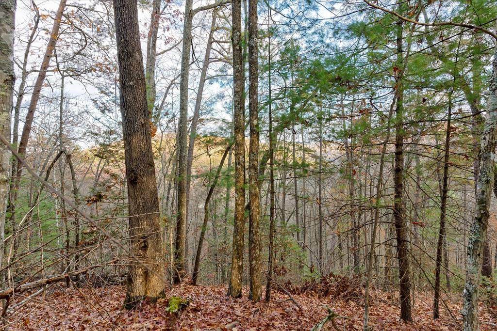 Lot 81 Whetstone Road - Photo 1