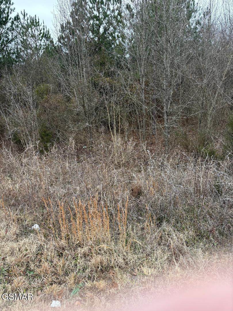 000 Winfield Dunn Parkway - Photo 1