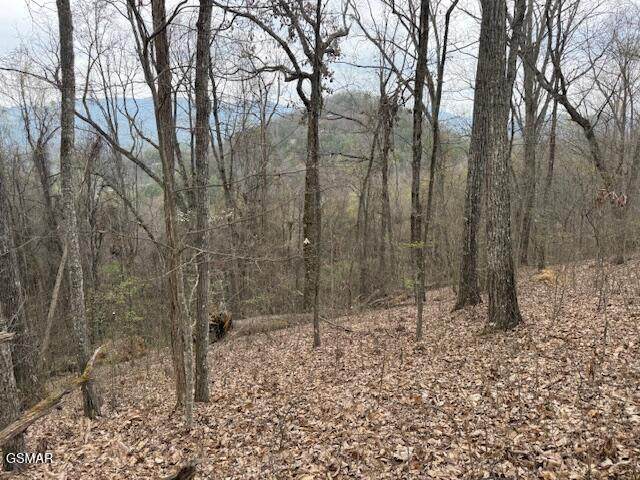 0 Bear Mountain Lane - Photo 1