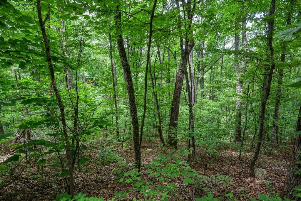 Lot 64 Goose Creek - Photo 1
