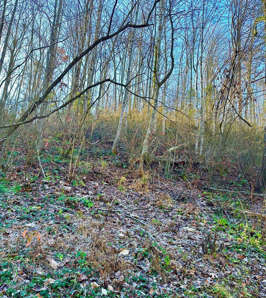 Manis Hollow Road - Photo 1