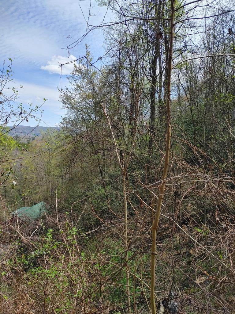 7.13 Acres Costner Rd - Photo 1