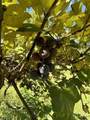 460 Shades Of Death Rd - Photo 46