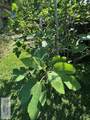 2502 Lotus Street - Photo 26