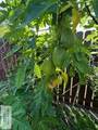 2502 Lotus Street - Photo 27