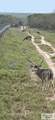 1378 Acres Fm 490 - Photo 11