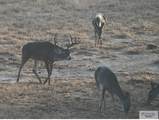 1378 Acres Fm 490 - Photo 4
