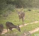 1378 Acres Fm 490 - Photo 7