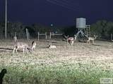 1378 Acres Fm 490 - Photo 9
