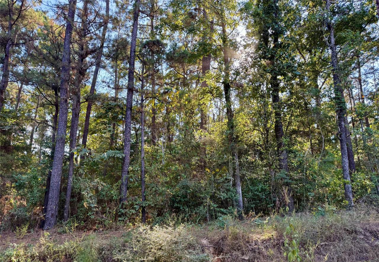 TBD Ole Long Pull Rd Road - Photo 1