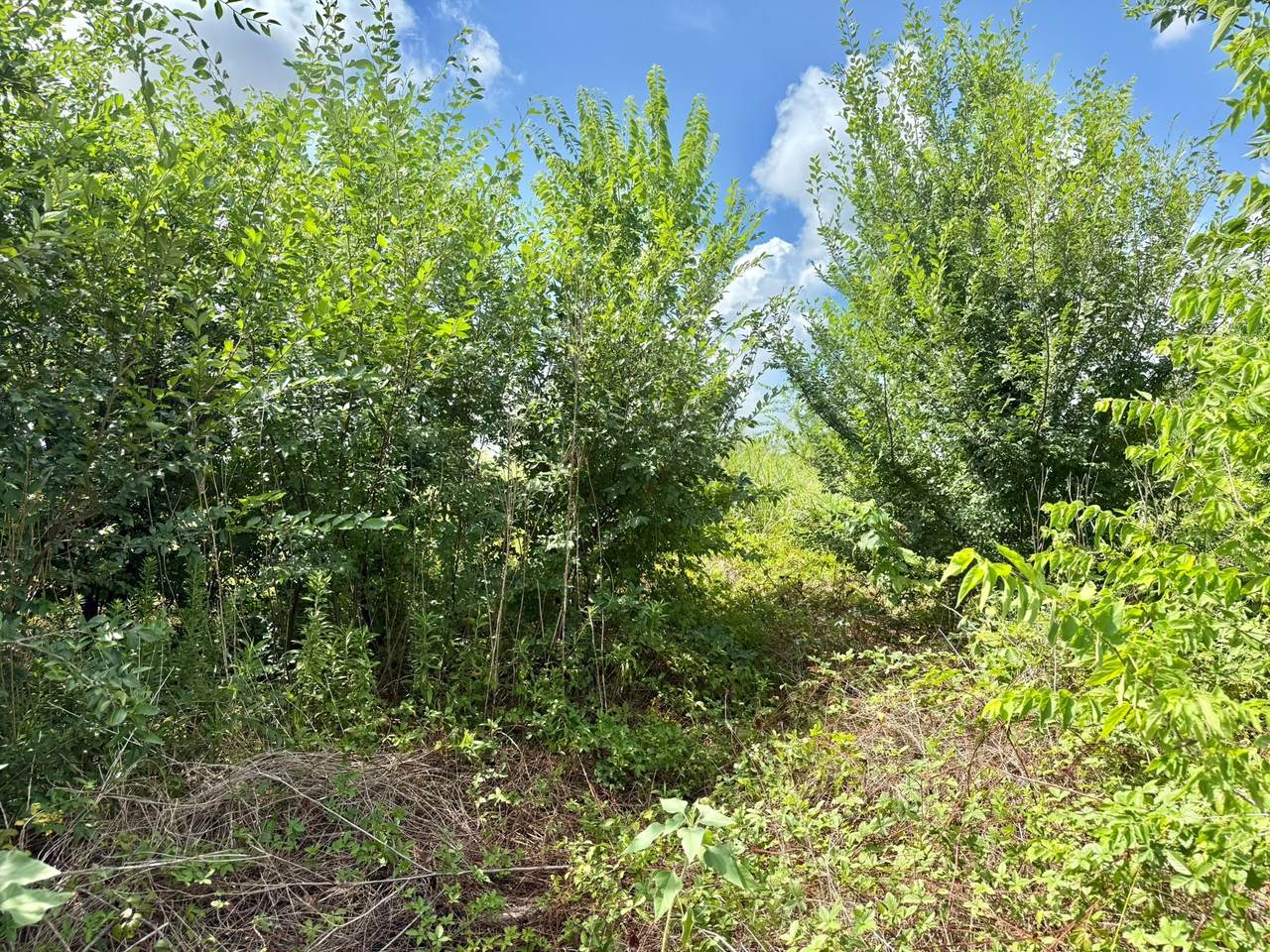 0 Alief Clodine Road - Photo 1