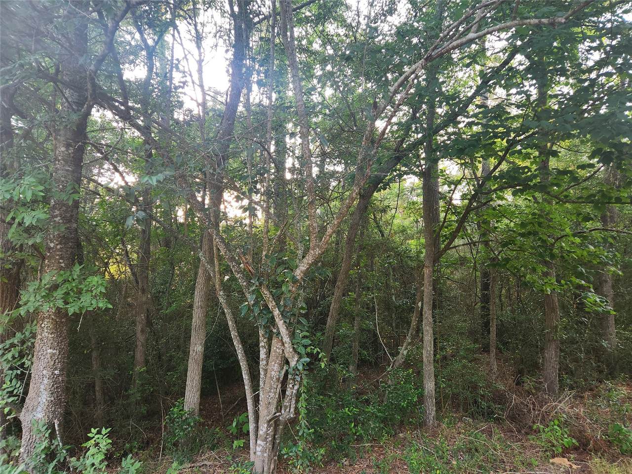 Lot 16 Weeping Willow Lane - Photo 1