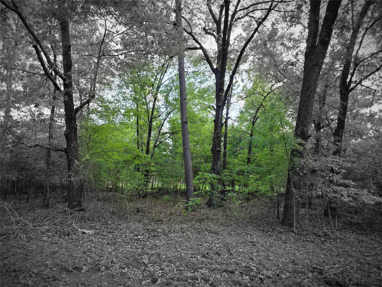 TBD Lot 25 Bending Oaks Lane - Photo 1