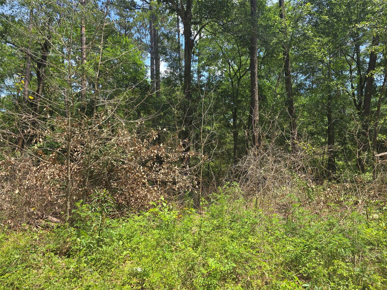 12949 Cedar Tree Court - Photo 1