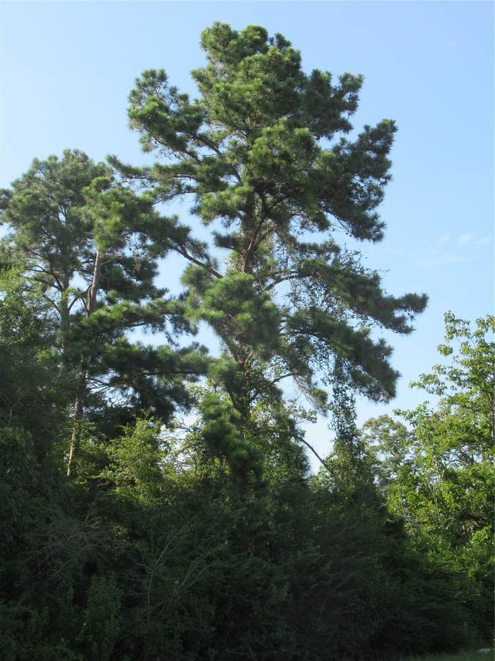 https://bt-photos.global.ssl.fastly.net/harmls/1280_boomver_1_58760420-2.jpg