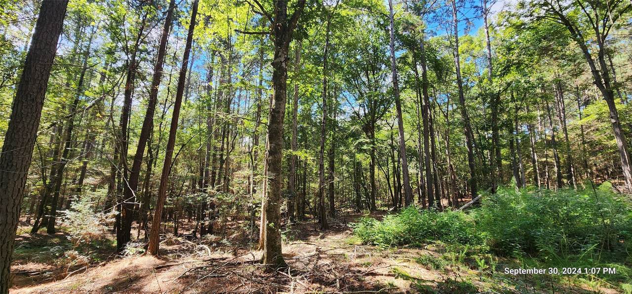 TBD County Road 405 - Photo 1