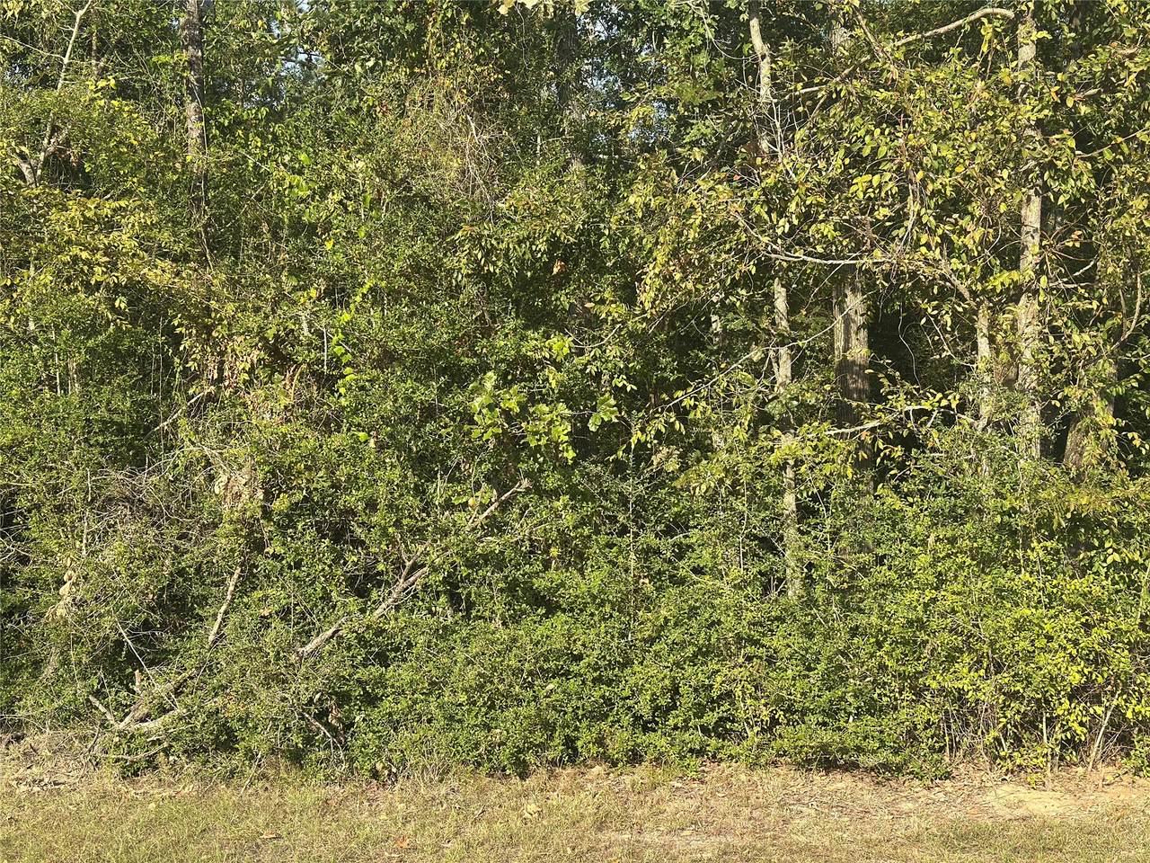 0 Magnolia Lane - Photo 1