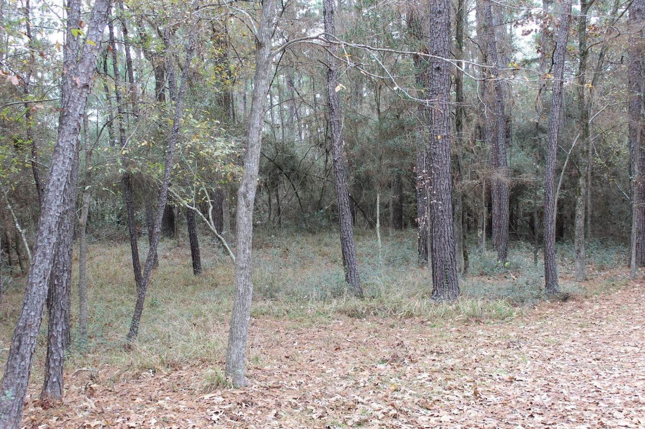 12 Weeping Willow - Photo 1