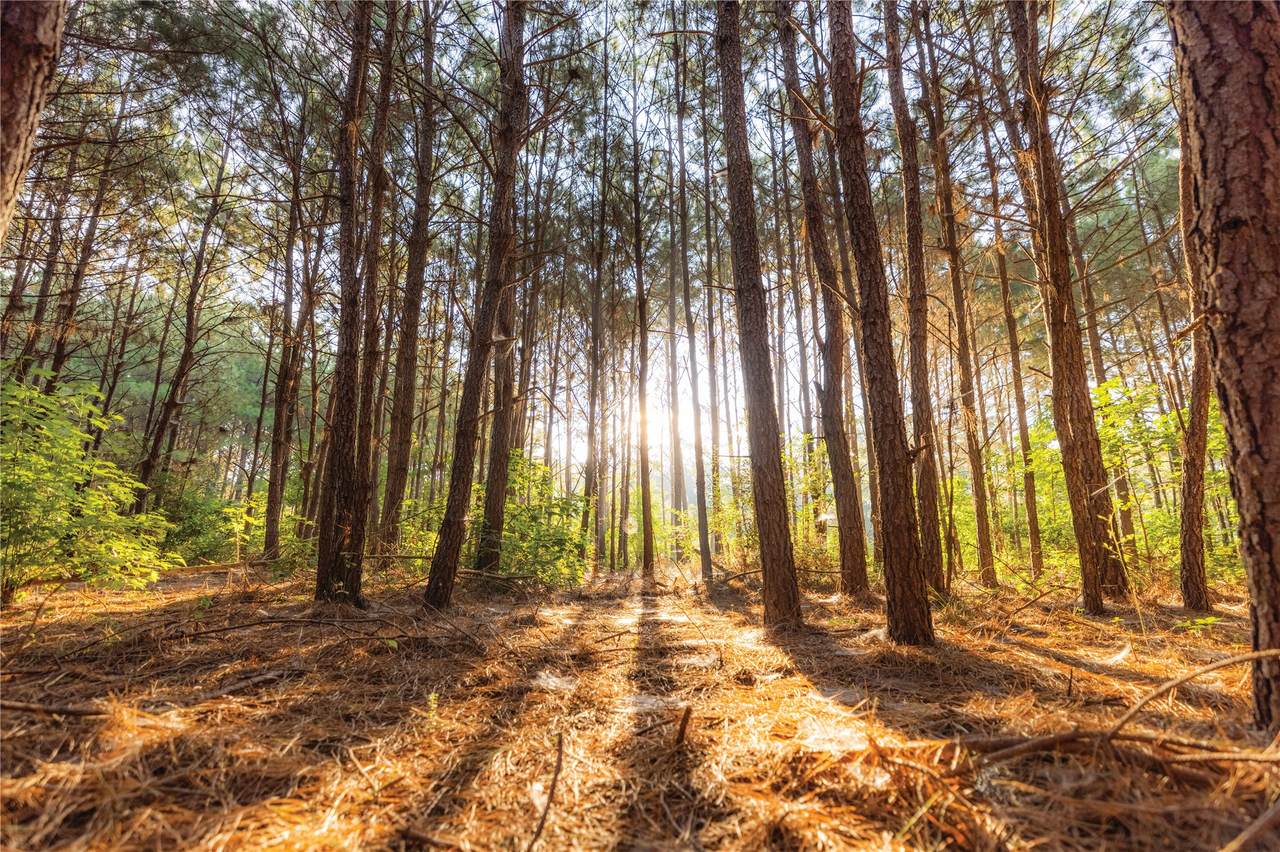 15659 Intrepid Lane - Photo 1