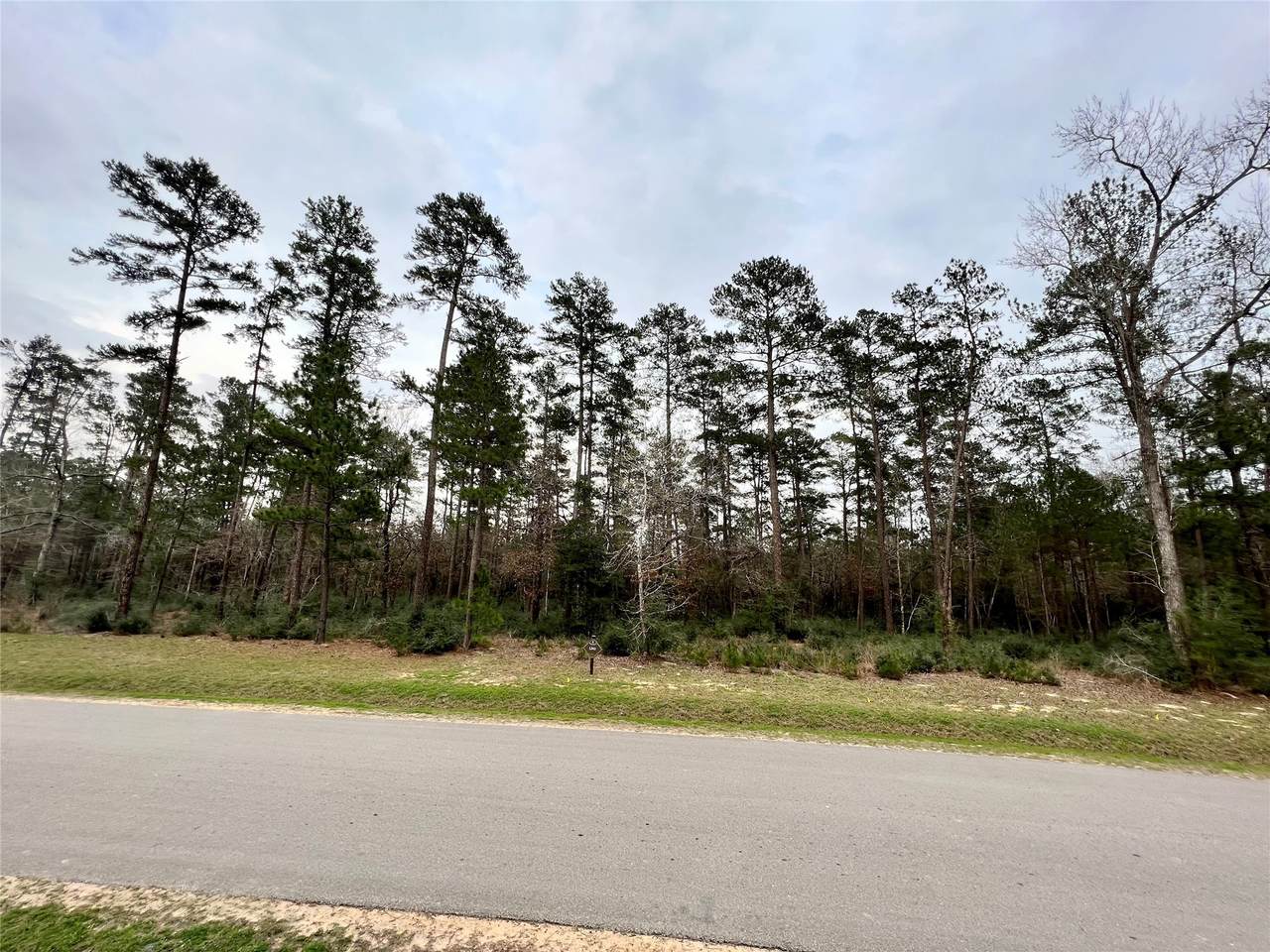 TBD7 Lily Bean - Photo 1