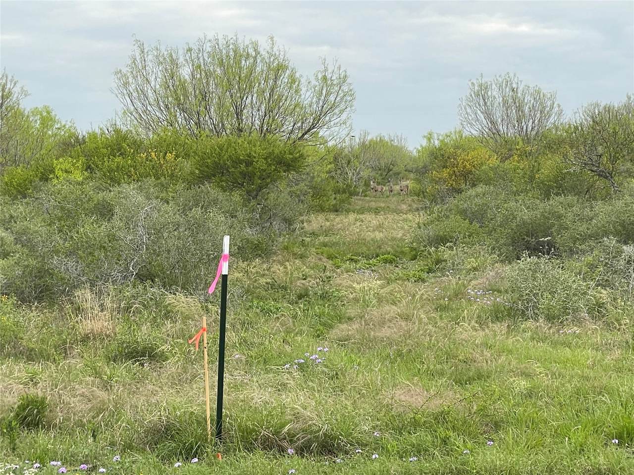 Lot 23 Pr Frio Estates Drive - Photo 1