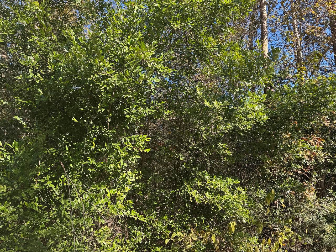 https://bt-photos.global.ssl.fastly.net/harmls/1280_boomver_2_12185773-2.jpg