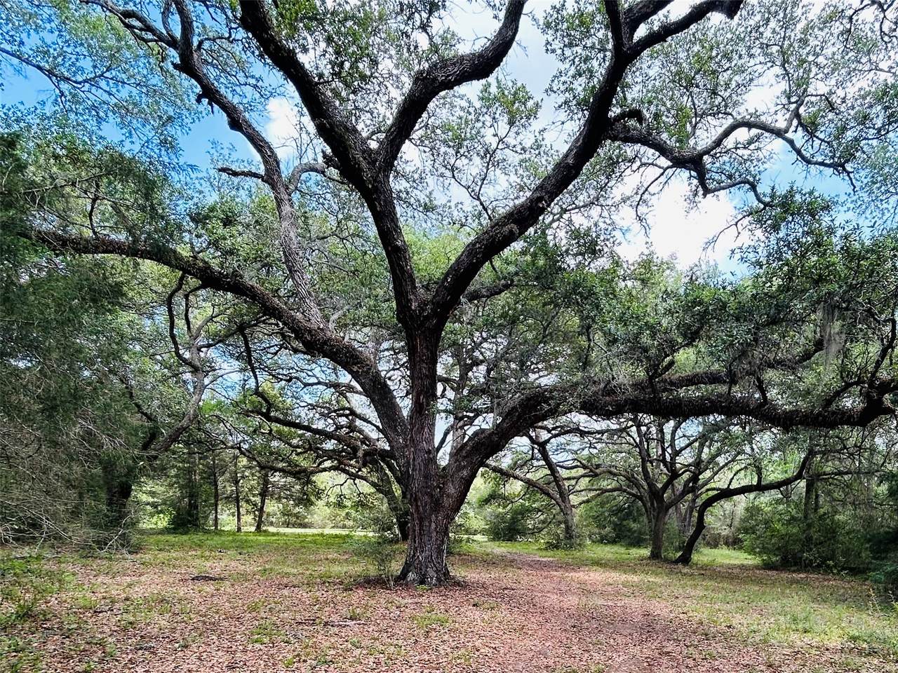 32 Acres Dunlavy - Photo 1