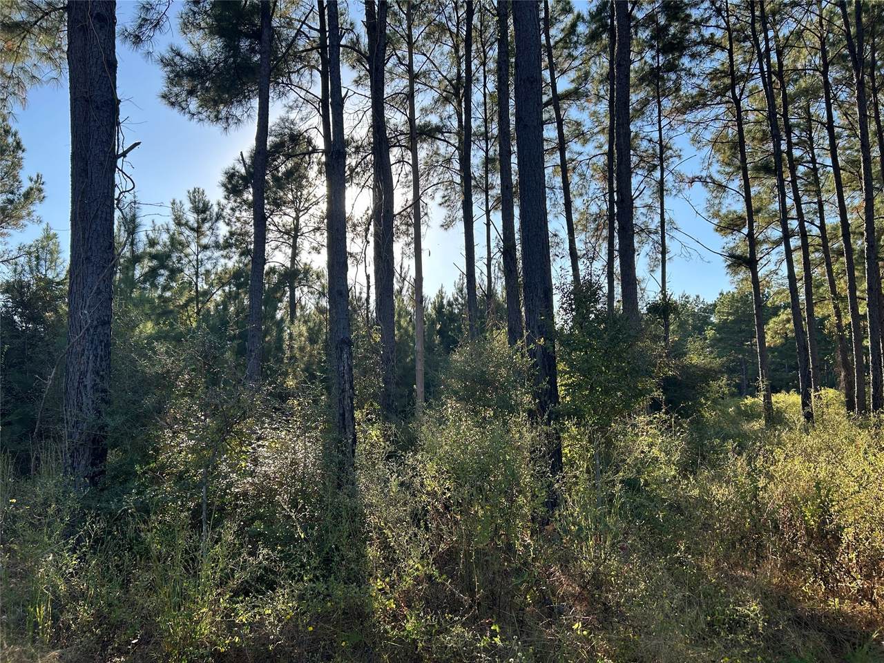 Tract 12A F M 230 - Photo 1