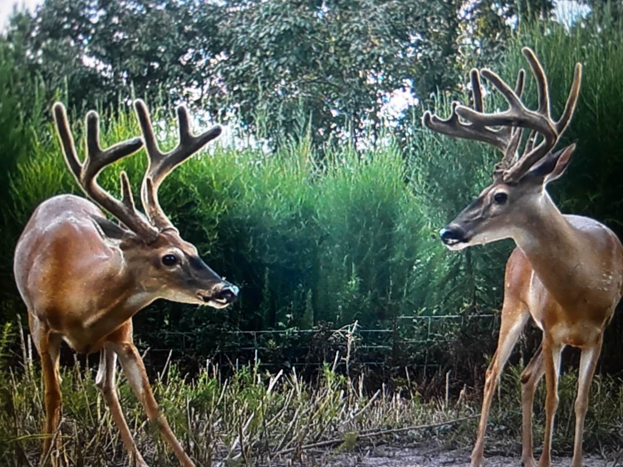 TBD Off Fm 2781 - Photo 1