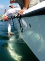 4 Loggerhead - Photo 36