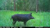 Lot 25 Frank Ln - Photo 9