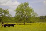 350 Rotan - Photo 6