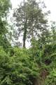 Lot 39 Tejas Trail - Photo 17