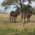 1561 County Road 154 - Photo 46